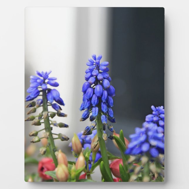 grape hyacinth plaque (Front)