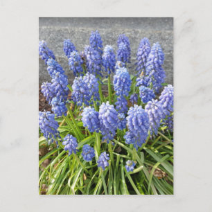Grape Hyacinth Postcard