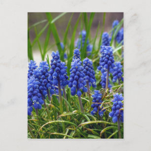 Grape Hyacinth Postcard