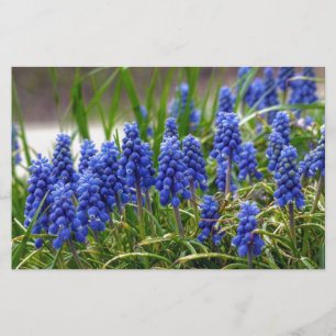 Grape Hyacinth Stationery