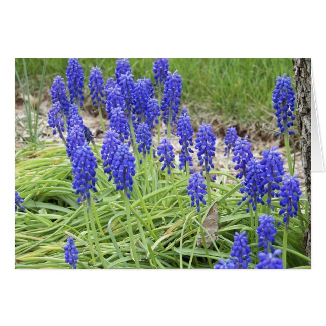 Grape Hyacinths (Front Horizontal)