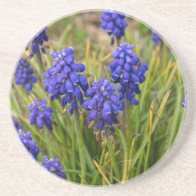 Grape Hyacinths Family Coaster (Front)