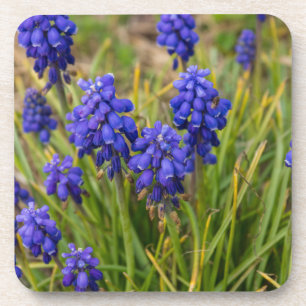 Grape Hyacinths Family Coaster