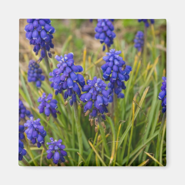 Grape Hyacinths Family Magnet (Front)