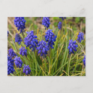 Grape Hyacinths Family Postcard