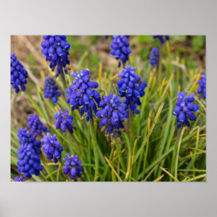 Grape Hyacinths Family Poster