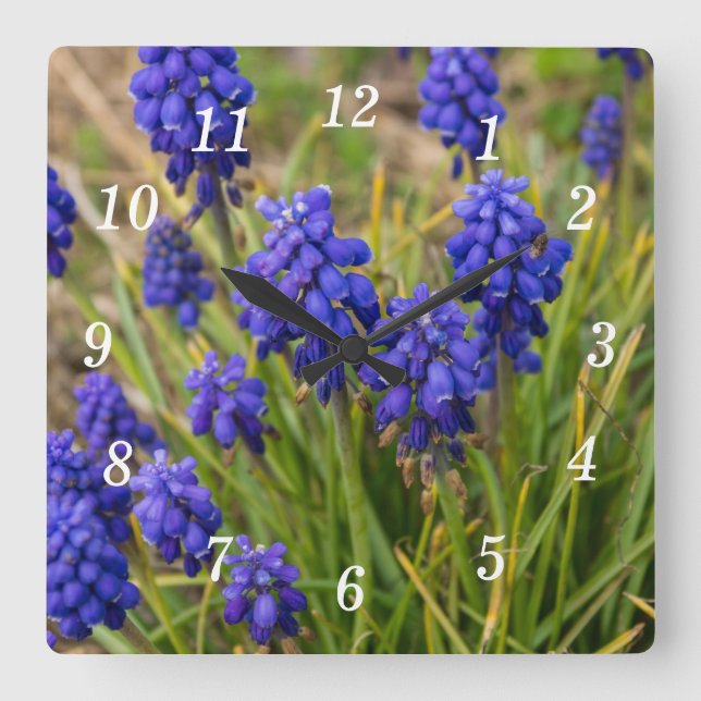 Grape Hyacinths Family Square Wall Clock (Front)