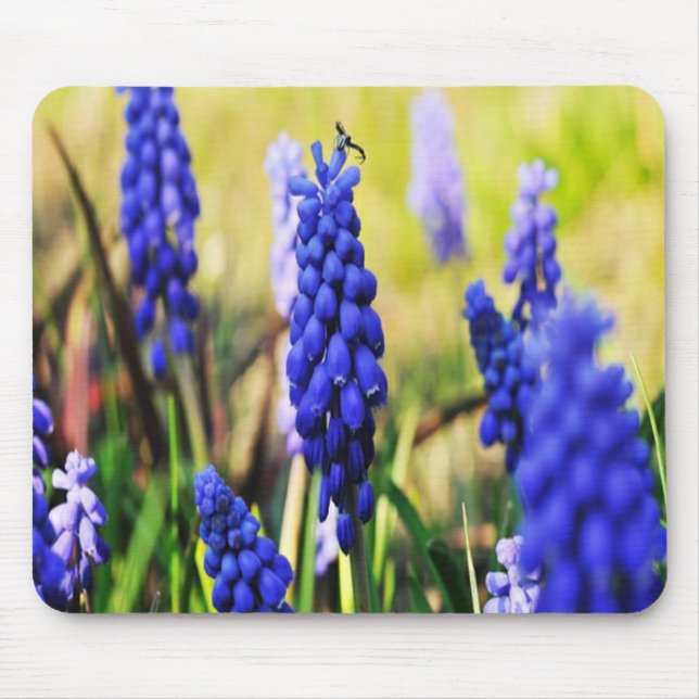 Grape Hyacinths Mouse Pad (Front)