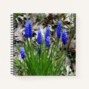 Grape Hyacinths... Notebook