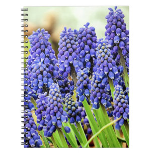 Grape hyacinths - notebook