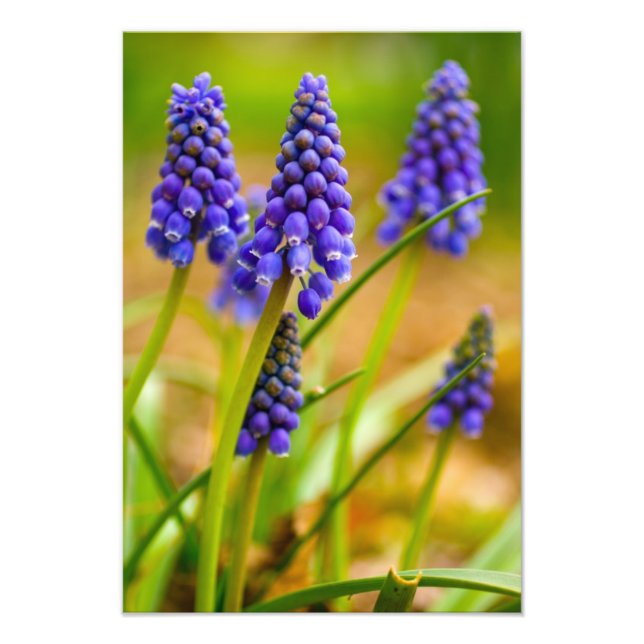Grape Hyacinths, Ohio Photo Print (Front)