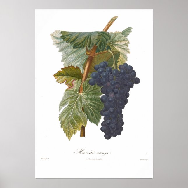Grape,Muscat arouya Poster (Front)