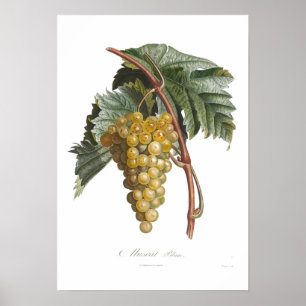 Grape,muscat blanc poster