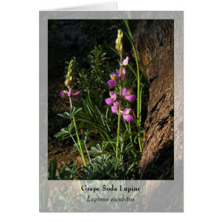 Grape Soda Lupine - Native Notecard