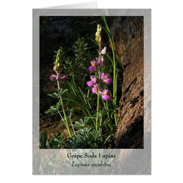 Grape Soda Lupine - Native Notecard (Front)