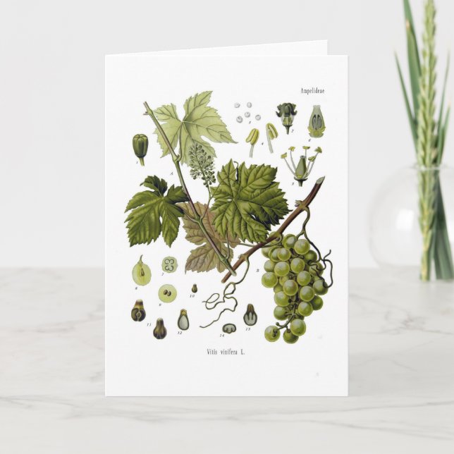 Grape vine card (Front)