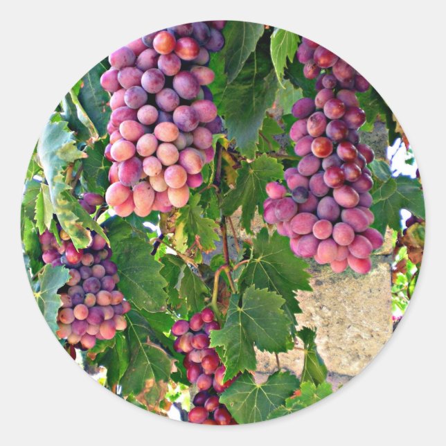 Grape Vine Classic Round Sticker (Front)