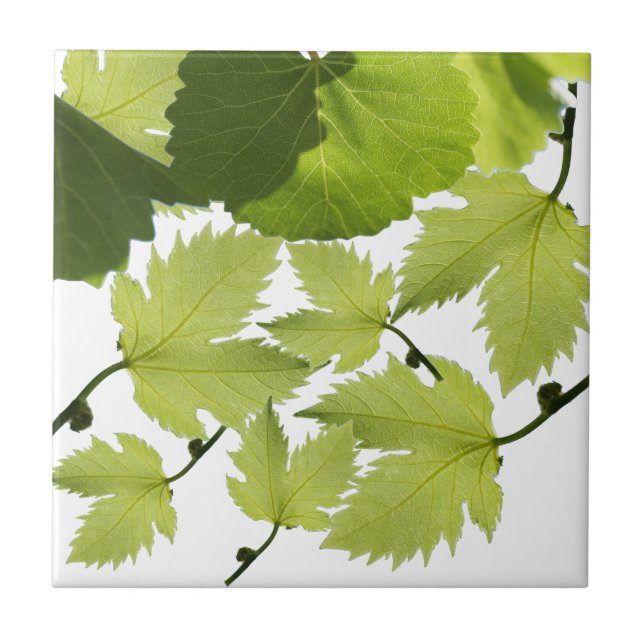 Grape Vine Green Leaves Ceramic Tile (Front)