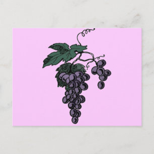 Grape Vines Postcard