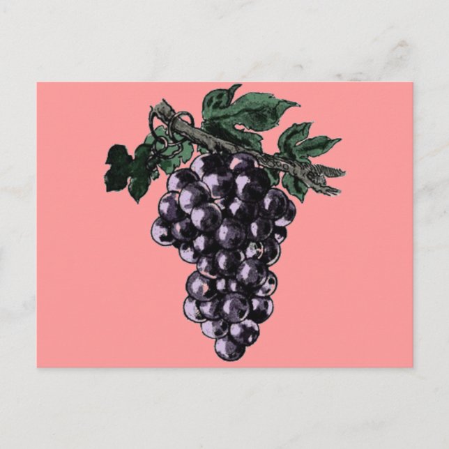 Grape Vines Postcard (Front)
