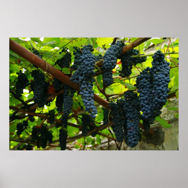 Grape vines poster (Front)