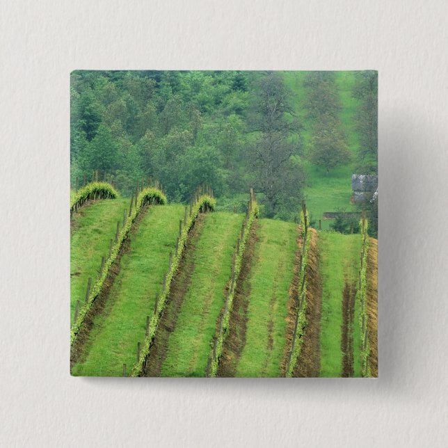 Grape Vineyards near Newberg Oregon 15 Cm Square Badge (Front)
