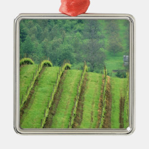 Grape Vineyards near Newberg Oregon Metal Ornament