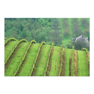 Grape Vineyards near Newberg Oregon Photo Print