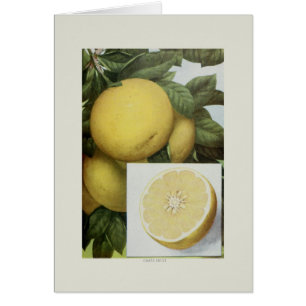 Grapefruit