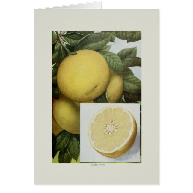 Grapefruit (Front)