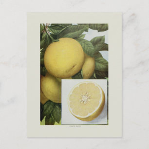 Grapefruit Postcard