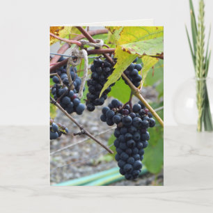 Grapes at a winery card