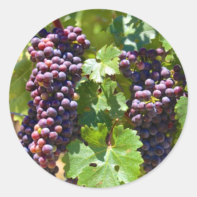 Grapes Classic Round Sticker (Front)