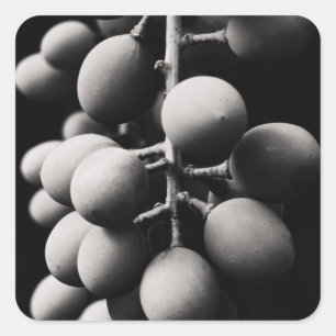 grapes for a sour day square sticker