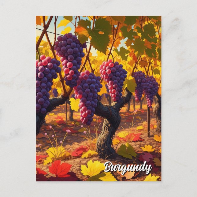 Grapes in Burgundy France Travel Postcard (Front)