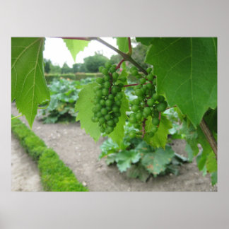 Grapes in the Palace of Versailles Poster