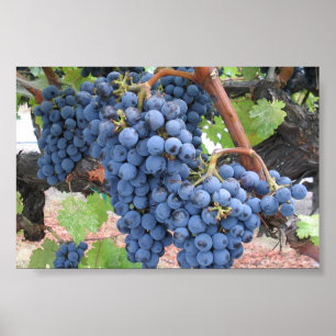 Grapes of Napa Valley Poster