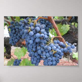 Grapes of Napa Valley Poster