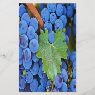 Grapes on a Vine