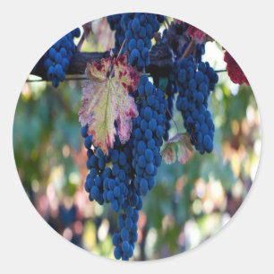 Grapes on a Vine Classic Round Sticker