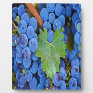 Grapes on a Vine Plaque