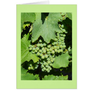 Grapes on the vine