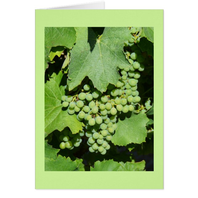 Grapes on the vine (Front)