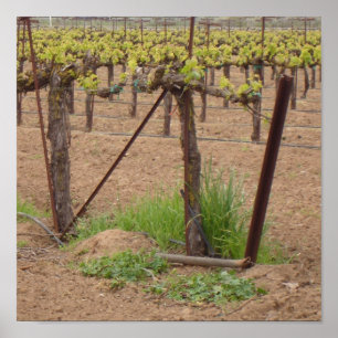 Grapes on the Vine - Winery Photograph Poster
