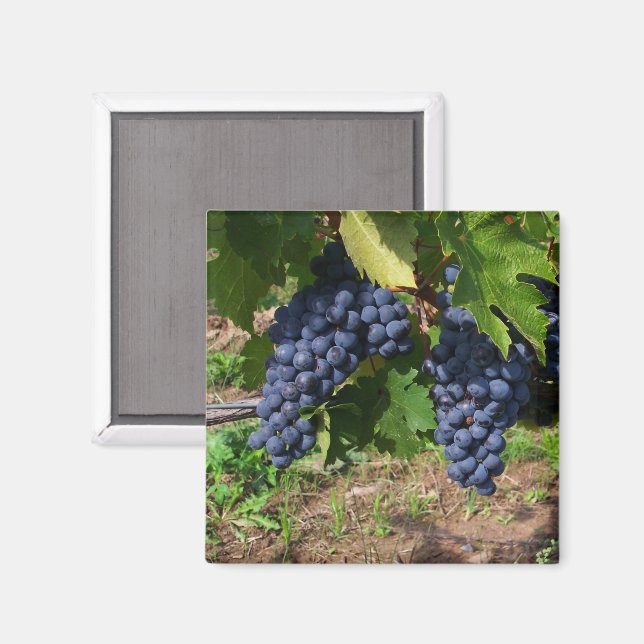 Grapes on Vine Magnet (Front/Back)