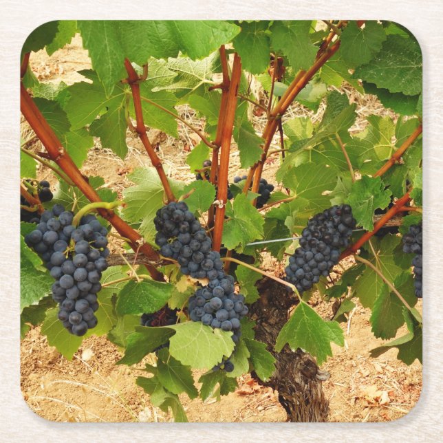Grapes Paper Coaster (Front)