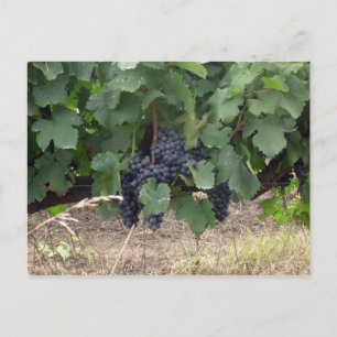 Grapes Postcard