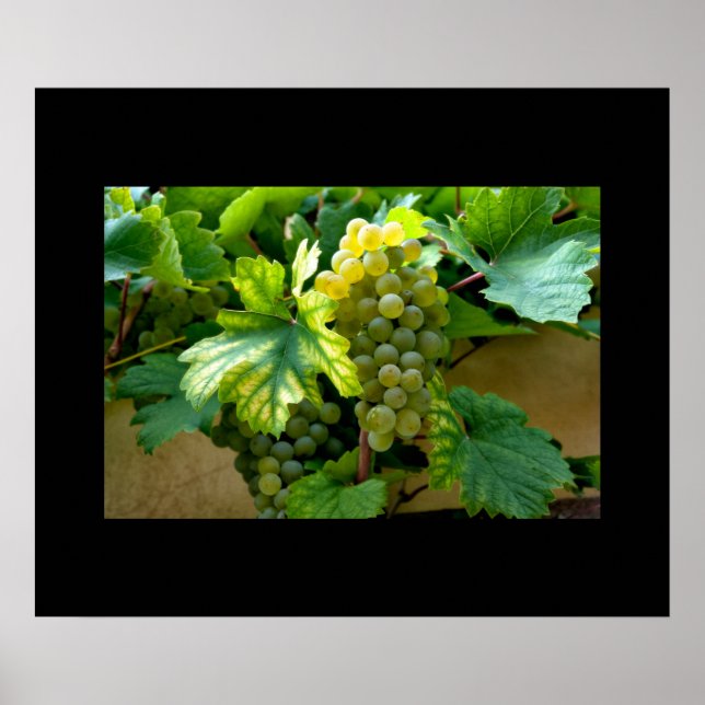 Grapes Poster (Front)