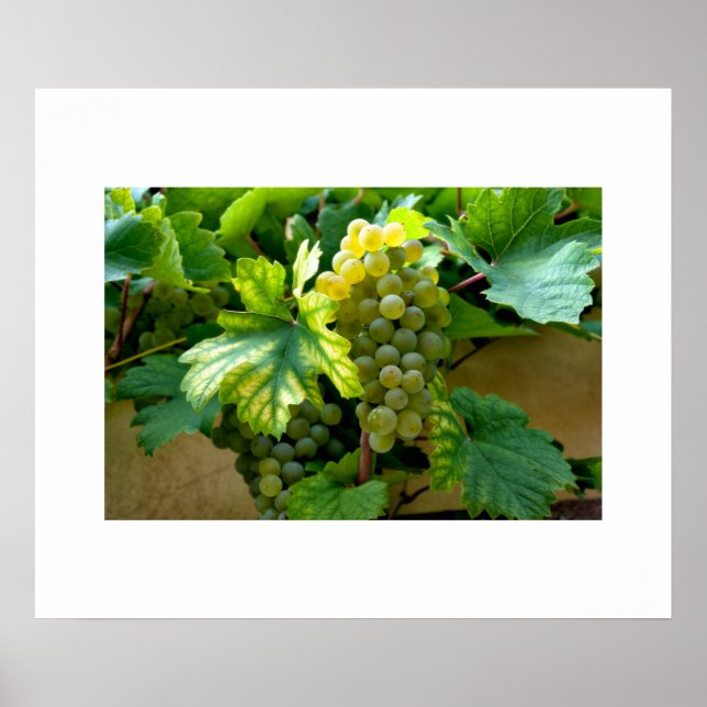 Grapes Poster (Front)
