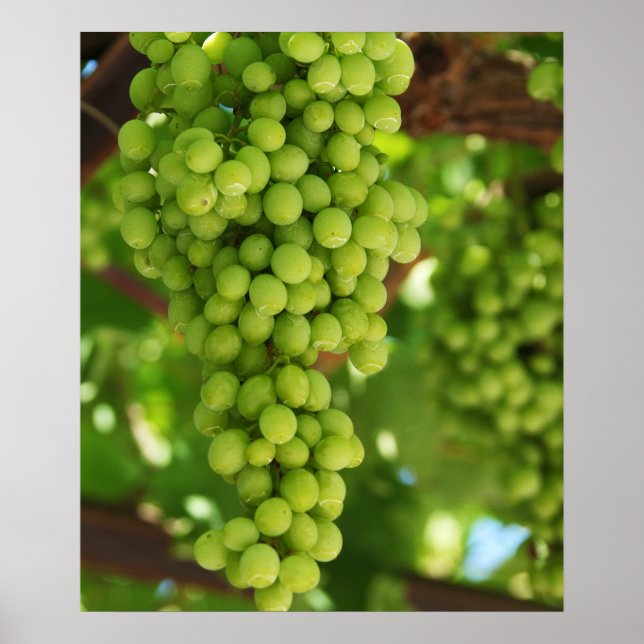 Grapes Poster (Front)